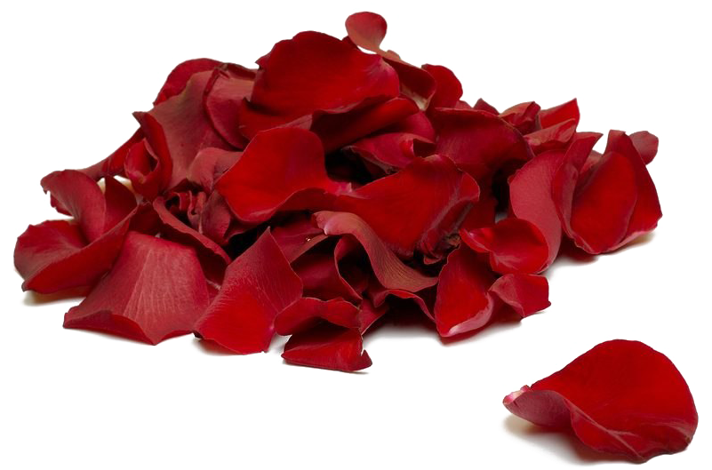 Falling Rose Petals Transparent Background - Rose Petals (800x489), Png Download