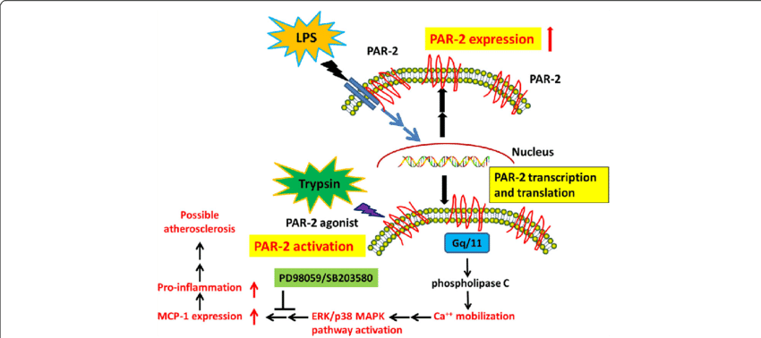 Schematic Illustration Of The Proposed Mechanism For - Common Fig (850x378), Png Download