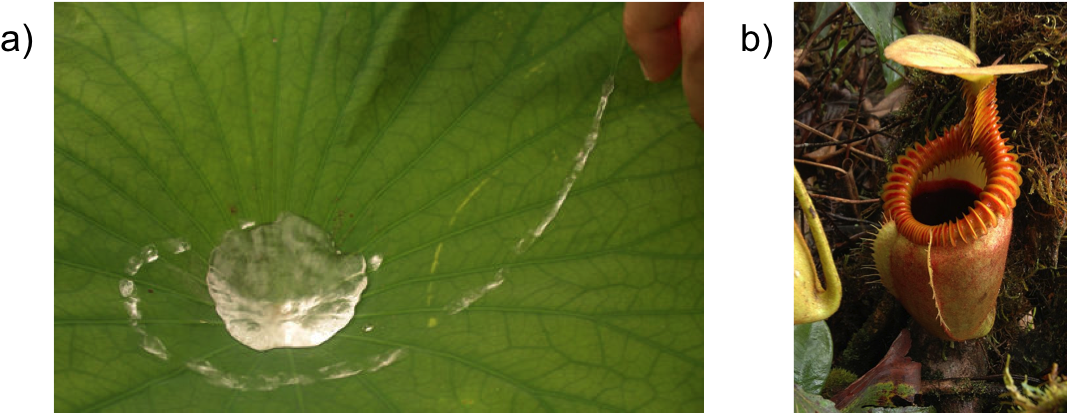 Carnivorous Plants Inspire Novel Liquid Repellent Surfaces (1083x413), Png Download