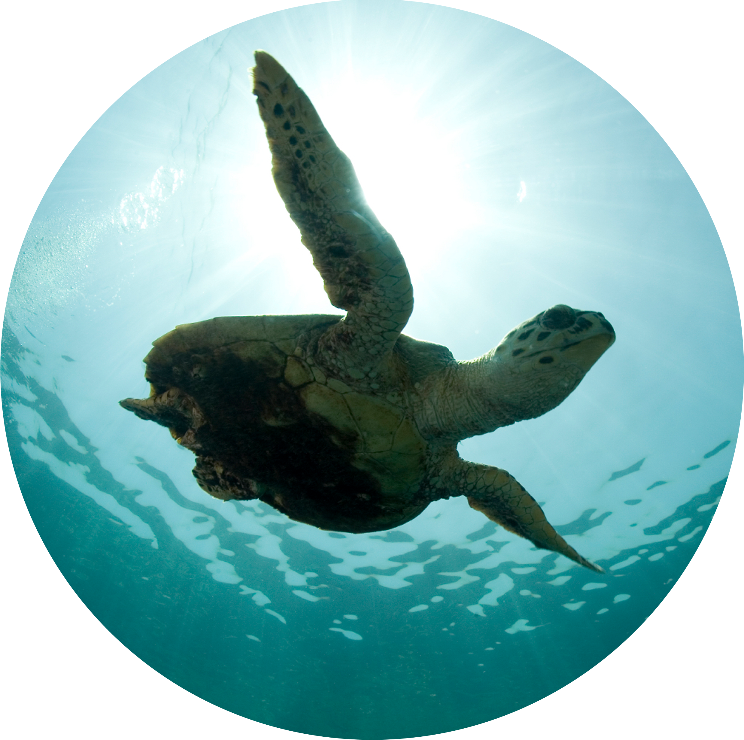 Dino's Dynamos - Super Survivors - Workshop - Quartet Wide Format Wall Mount Projection Screen, 170cm (2480x2566), Png Download