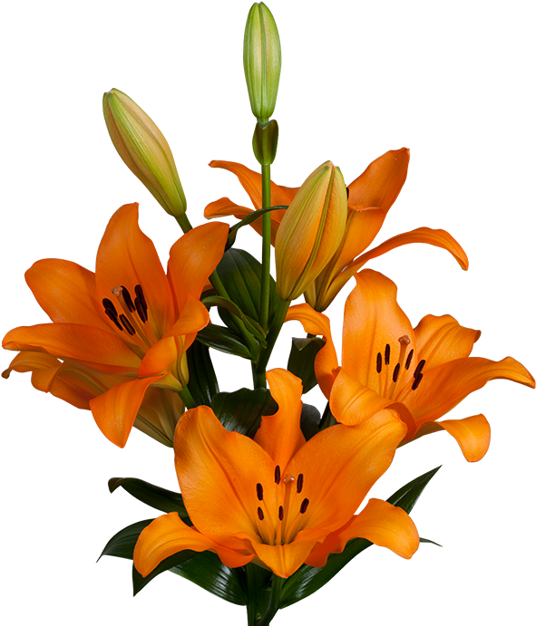 Our Product Portfolio - Lilium Navarin (700x700), Png Download