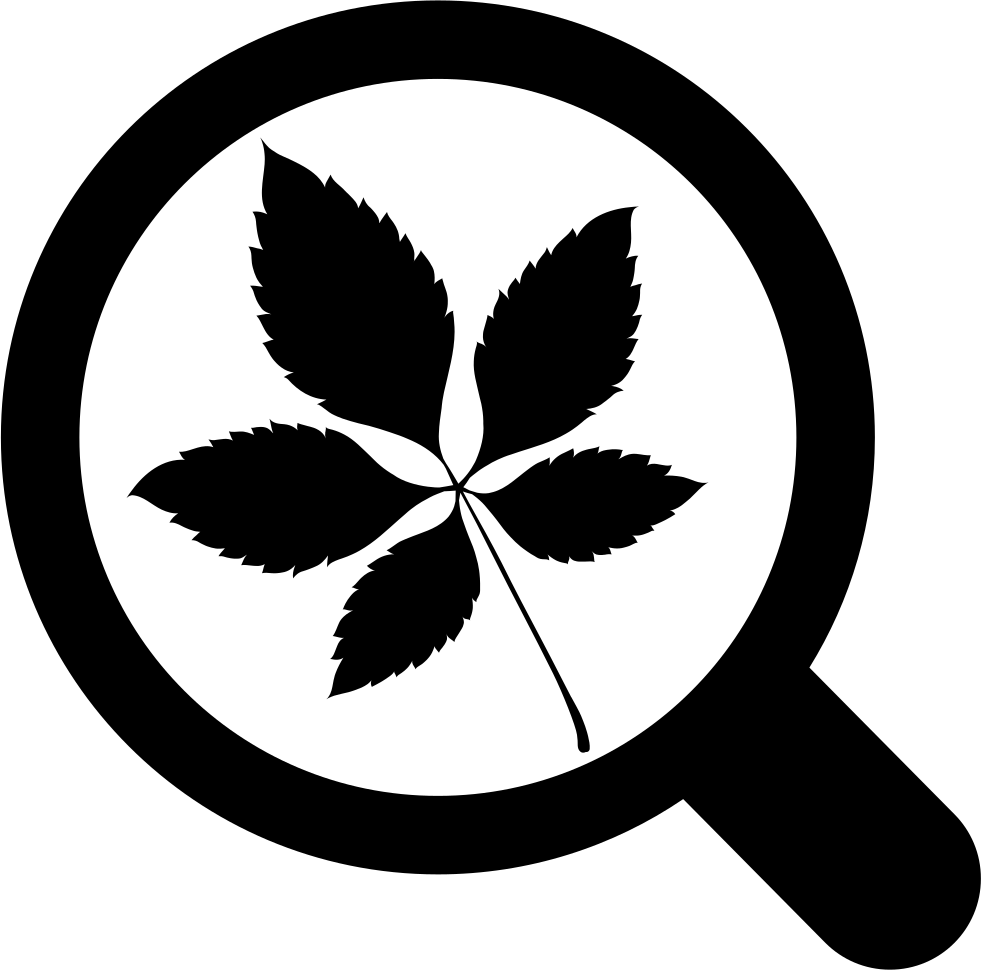 Png File Svg - Leaves Of Grass Png (981x970), Png Download