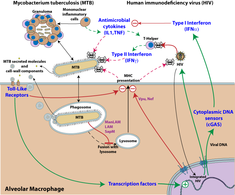 Pathway Activation Is Represented By Green Arrows, - Hiv Infects Macrophages (750x623), Png Download