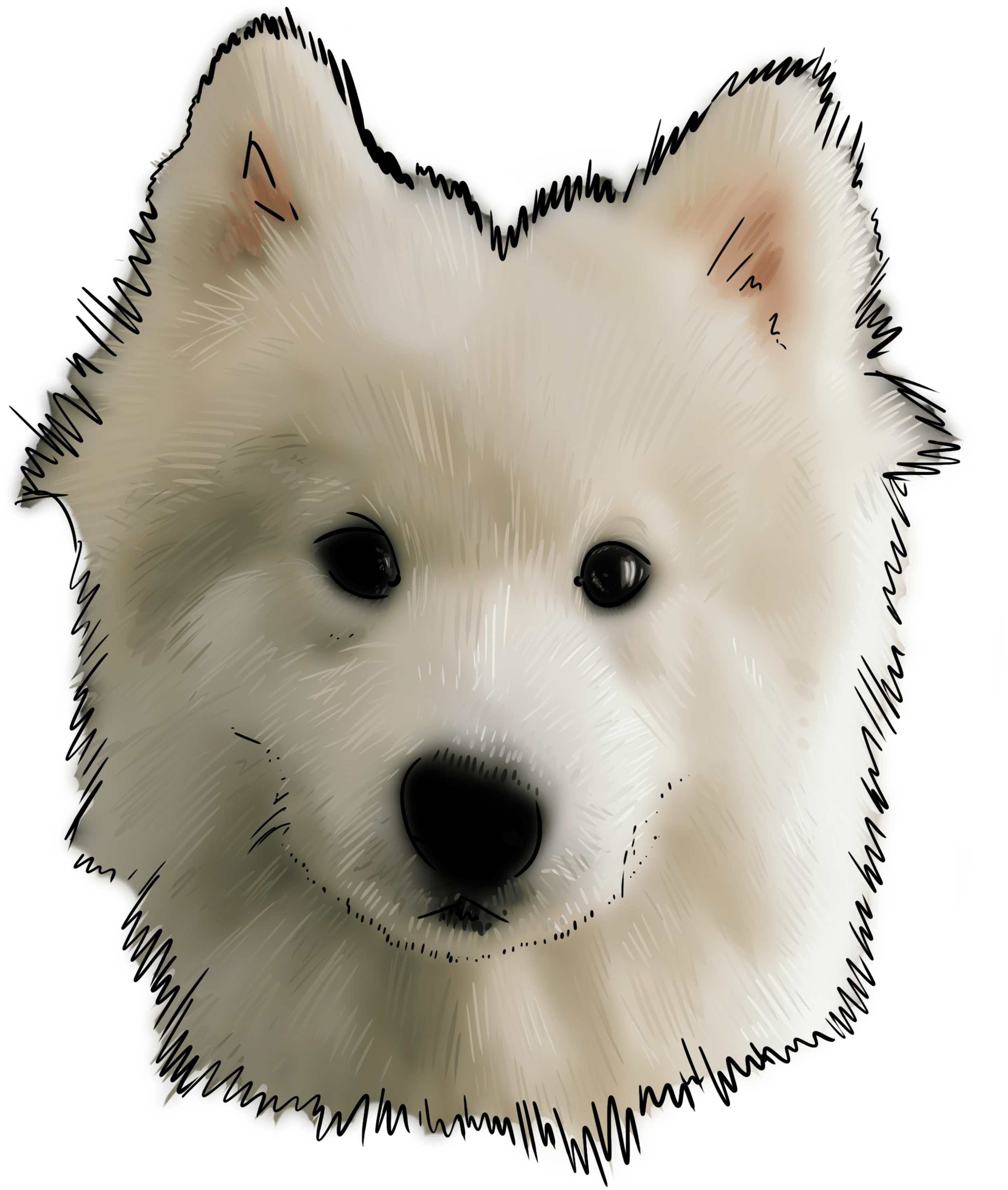 67 Why Are You A Samoyed - Samoyed Dog (3000x3000), Png Download