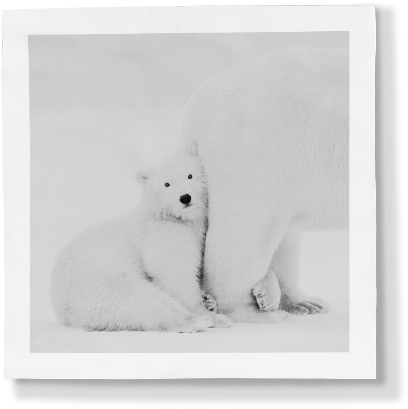 00 Porcelain Panel - Polar Bear (960x950), Png Download