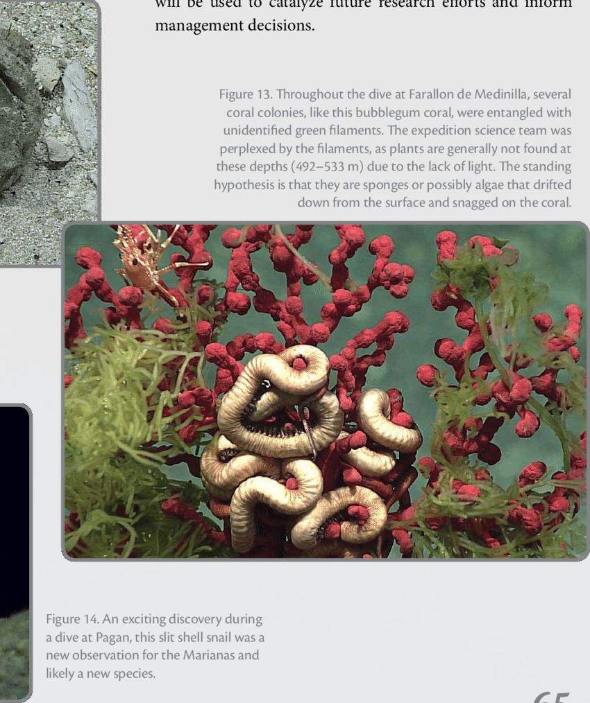 One Of The Many Rudist Fossils Observed At Subducting - Subduction (850x1014), Png Download