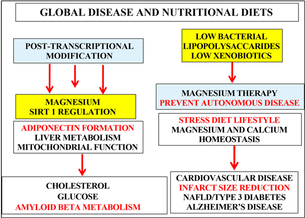 Anti Aging Therapy That Involves Magnesium And Sirt1 (903x436), Png Download