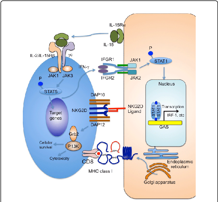 Immune Reactions Between Nkg2d Cd8 T Cells And Hair - Cytotoxic T Cell (769x712), Png Download
