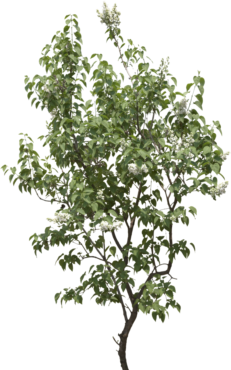 Tree Png Image, Download Png Image With Transparent - Gufic Biosciences Ltd Navsari (800x1225), Png Download