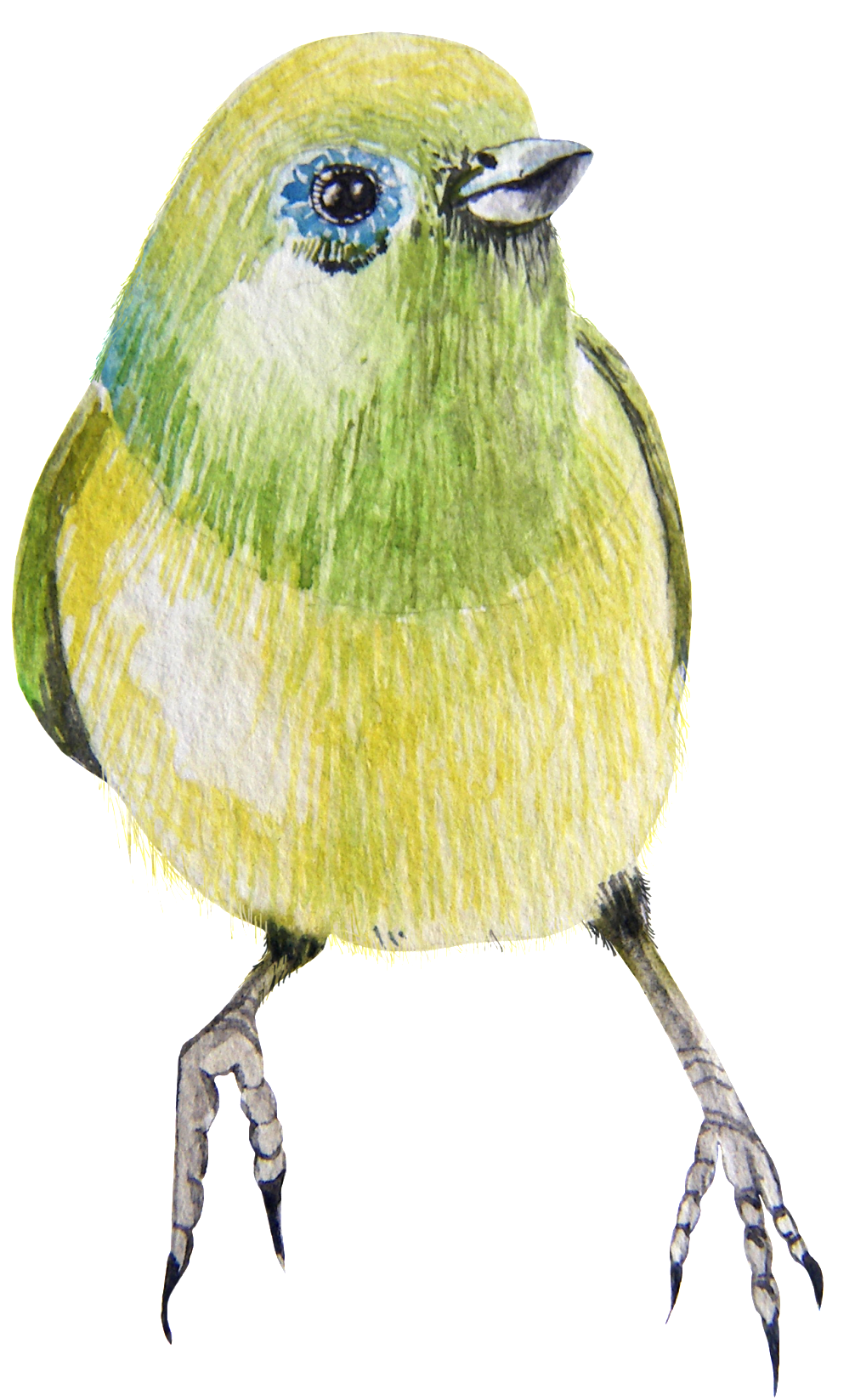 A Bird Transparent Png That Is Afraid To Go Backwards - Atlantic Canary (1024x1659), Png Download
