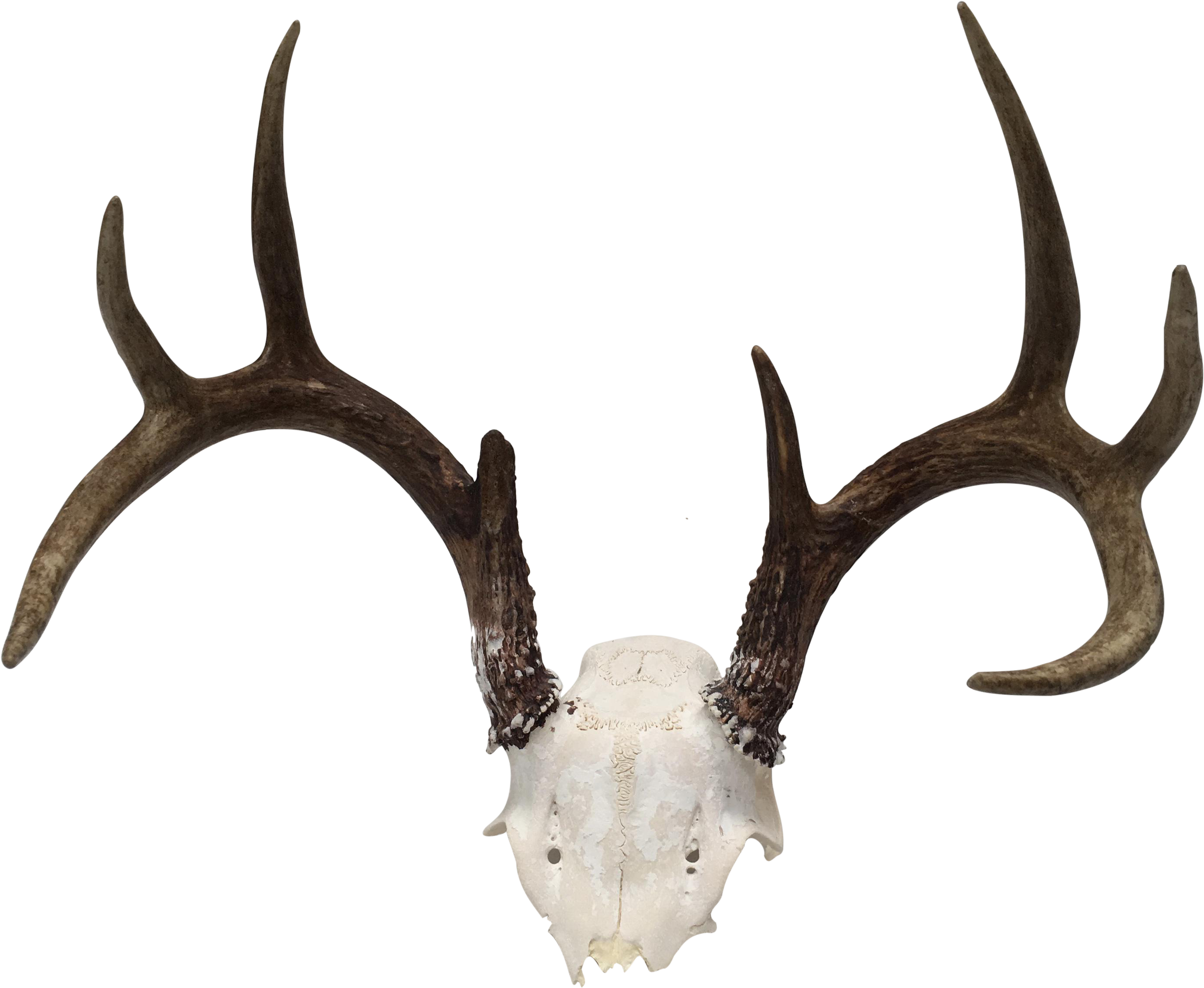 Banner Stock Natural Point Deer Antler Chairish - Antler (3070x2518), Png Download