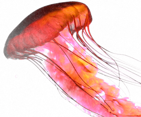 Animals - Jellyfish - Jellyfish Png (483x401), Png Download