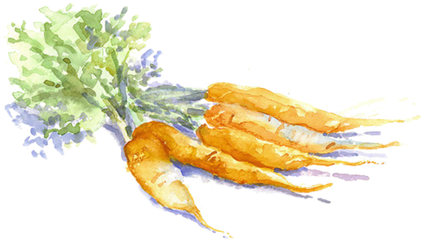 Carrot Drawing Vegetable Painting - Carrot Watercolor Kisspng (825x500), Png Download