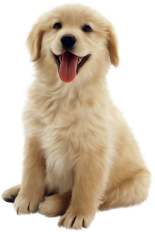 Puppies Galore & More Jacksonville, Florida - Hertzko Long Blade Dog & Cat Dematting Comb (537x800), Png Download