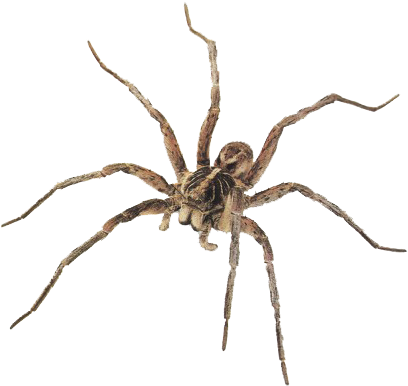 Best Free Spider Png Picture - Wolf Spider (450x427), Png Download