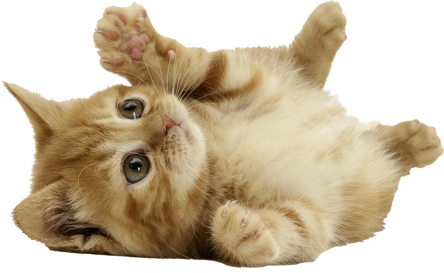 Cat Png - Transparent Cats (1520x934), Png Download