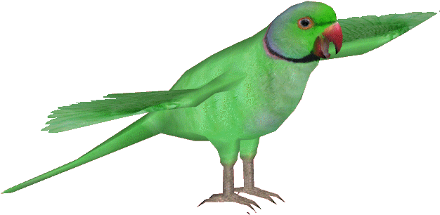 Indianringneckm - Ringnecked Parakeet Png (630x630), Png Download