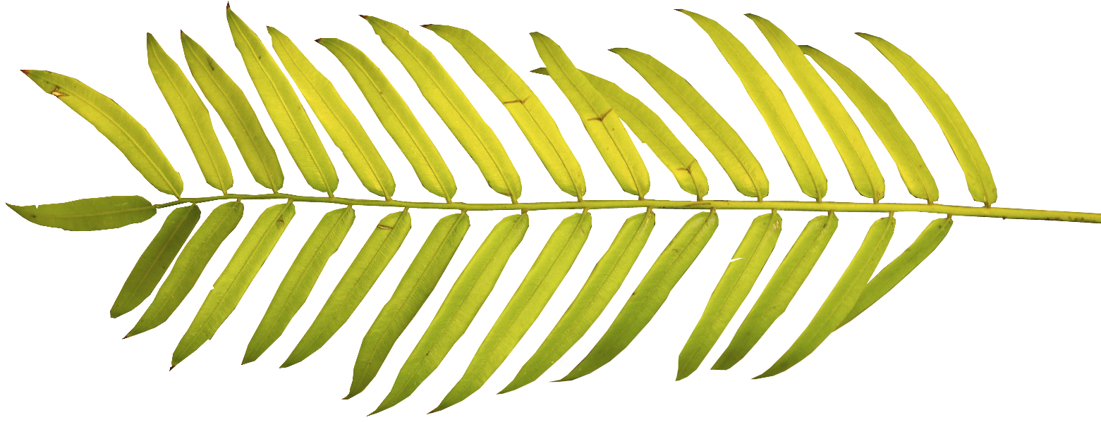 Watercolor Palm Leaves Png (1566x624), Png Download