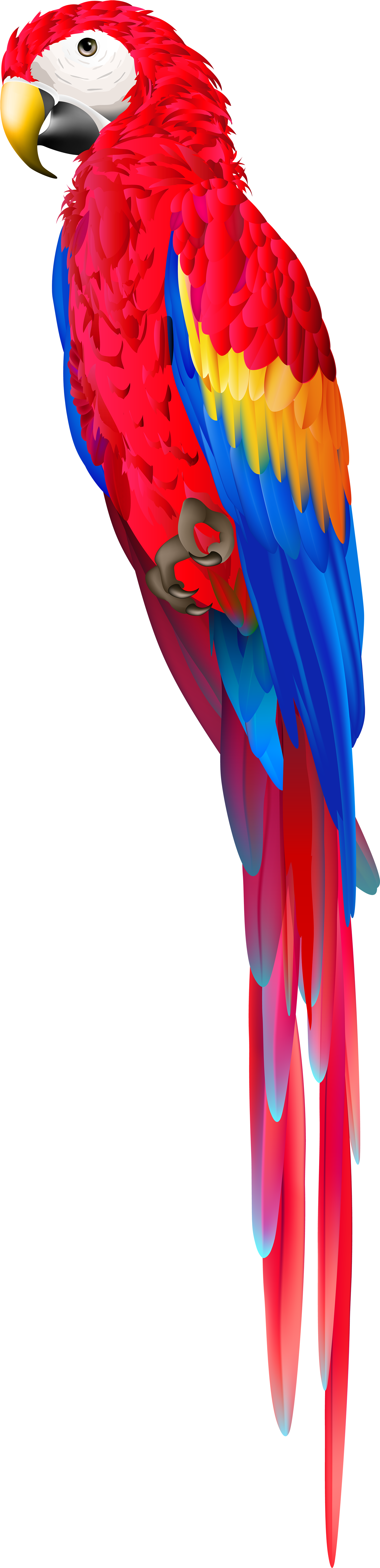 Parrot Png (2035x8000), Png Download