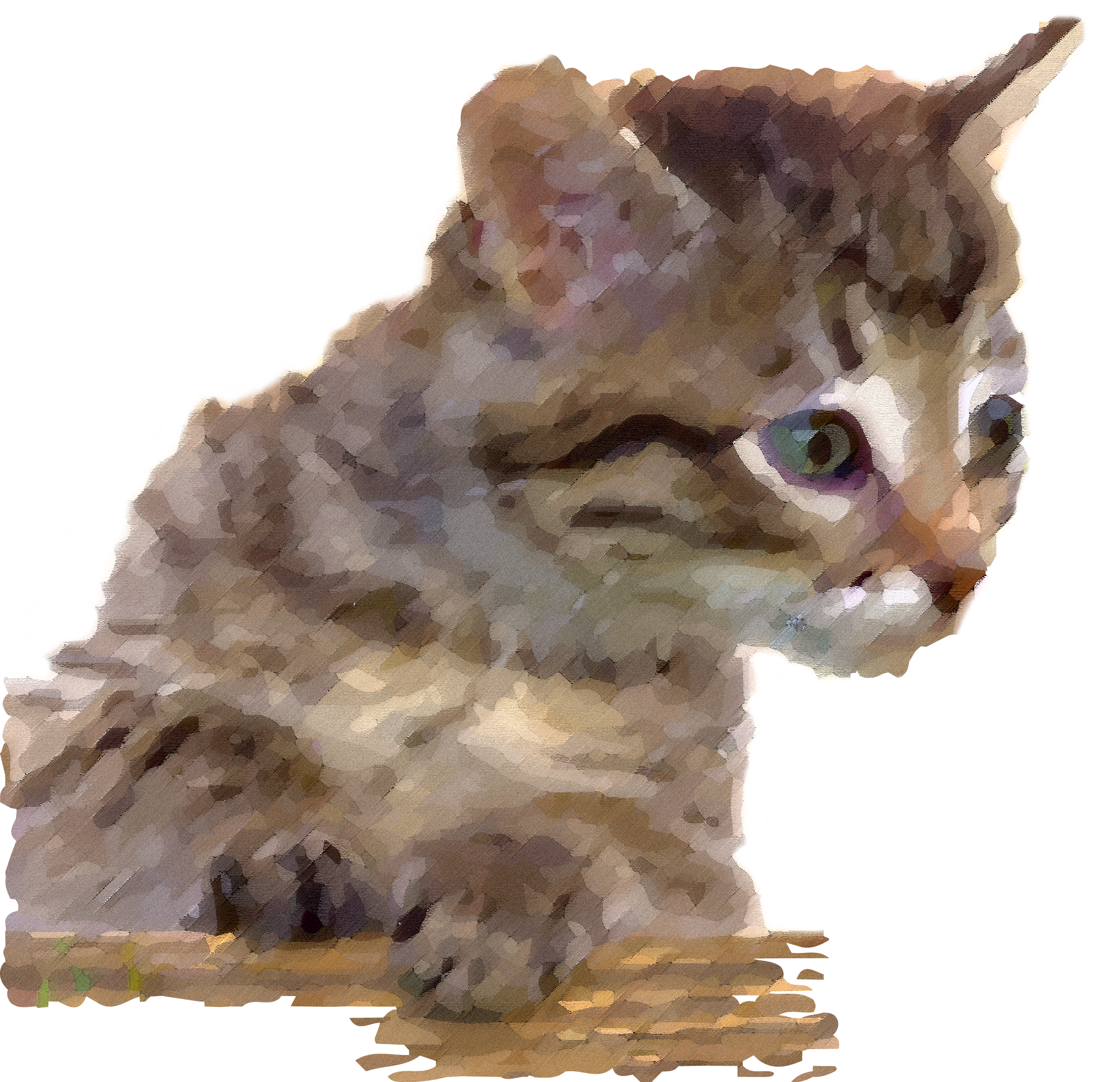 Cat - Zebra Publishing Corp Curious Kittens Calendar 2016 (2281x2204), Png Download