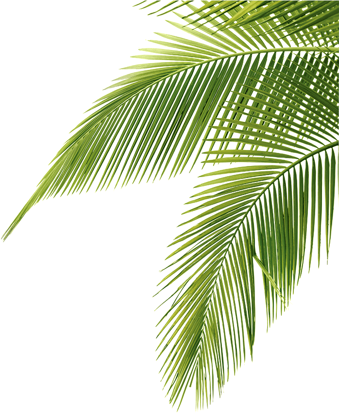 Free Icons Png - Palm Tree Leaves Png (709x853), Png Download