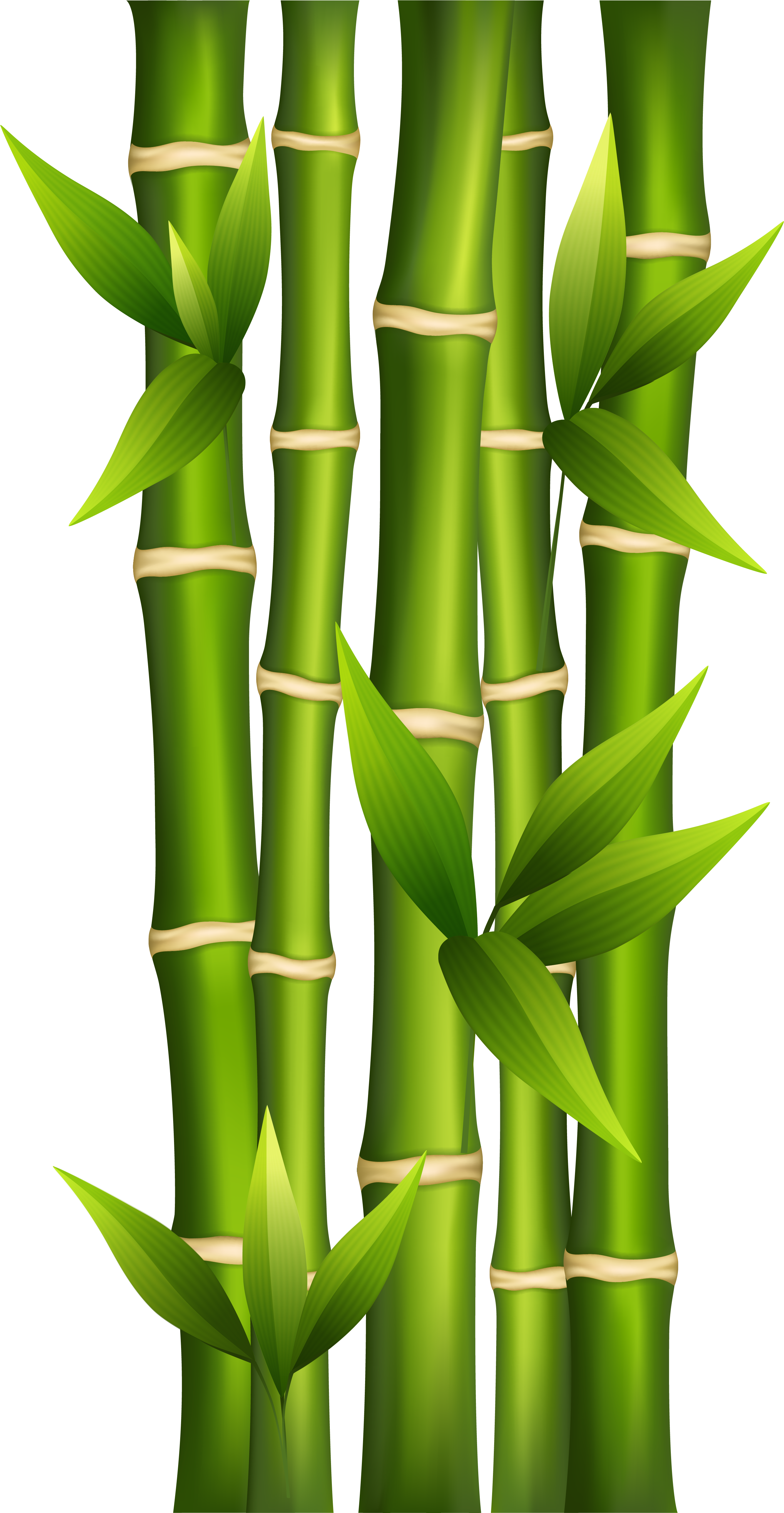 Download Bamboo Png Clipart Image Bamboo Clipart Full Size Png Image Pngkit