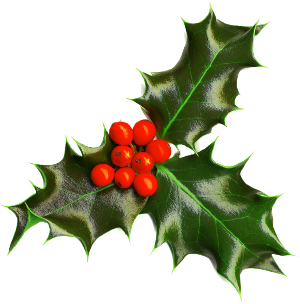 Holly Image Christmas Seasonal Portable Network Graphics - Christmas Holly Transparent Background (600x600), Png Download
