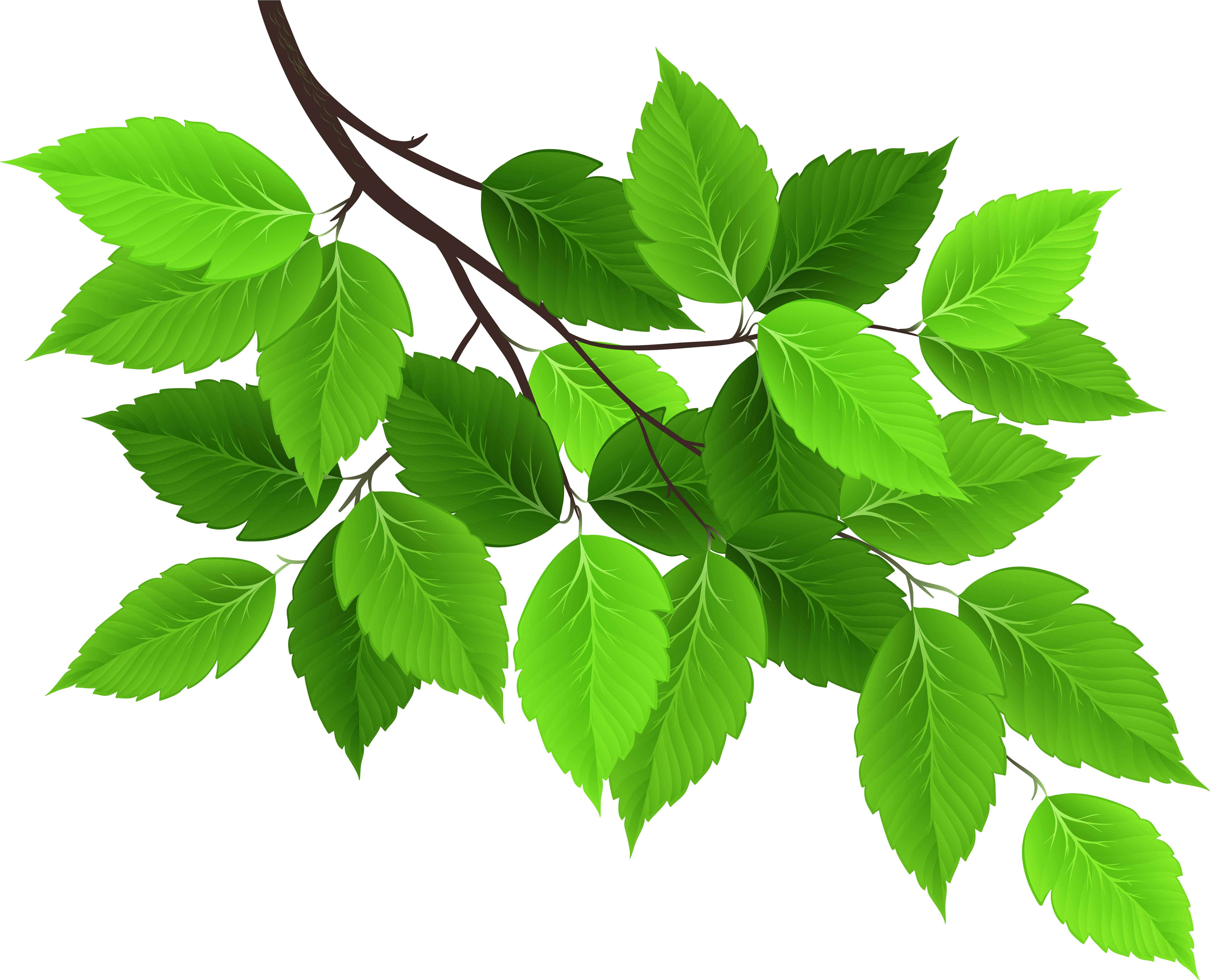 Leaves Png (6000x4931), Png Download