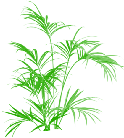 Bamboo Green Tree Clipart Vector Png, Tree Png Plan, - Kentia Palm Artificial 5 Ft Uk (640x640), Png Download