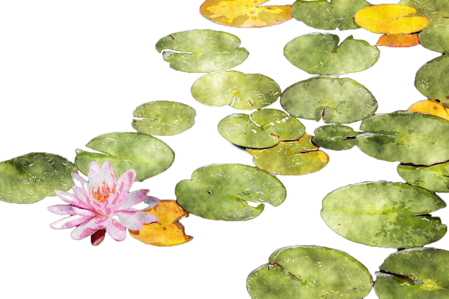 Download Lotus Watercolor Png Clipart Sacred Lotus - Watercolour Water Lily Png (900x600), Png Download