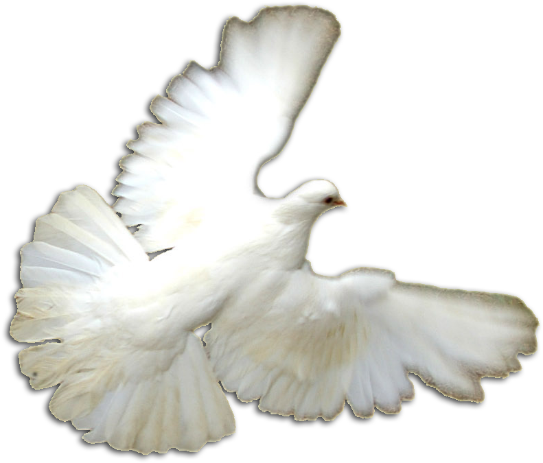 White Doves Png - Pigeons And Doves (1064x898), Png Download
