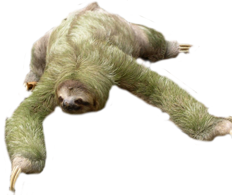Sloth Free Download Png - Sloth Png (480x403), Png Download