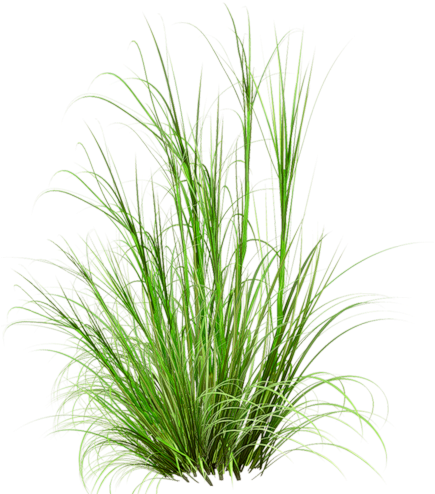 Grass Photoshop, Photoshop Images, Tree Psd, Photoshop - Herbes Png (440x500), Png Download