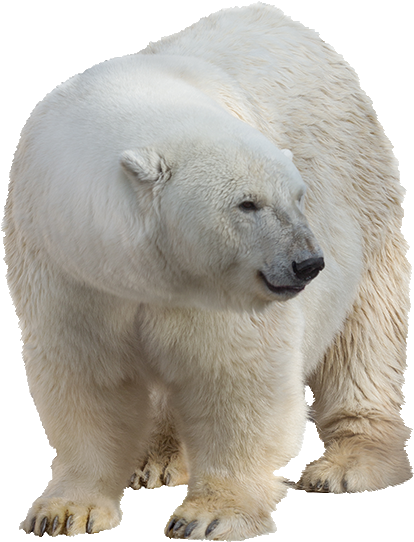 Polar White Bear Png - Polar Bear (417x548), Png Download