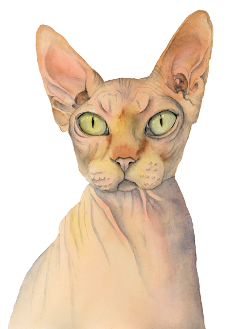 Click And Drag To Re-position The Image, If Desired - Sphynx Katzen-aquarell-porträt Badset (547x700), Png Download