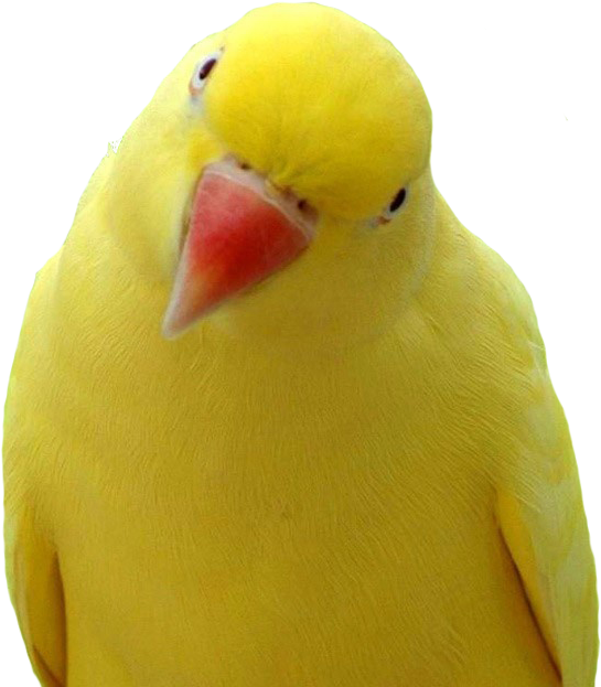 Free Icons Png - Parrot Bird (1024x768), Png Download