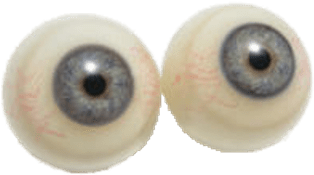 Eyeballs Grey Eyes - Plastic Eyeball (400x400), Png Download