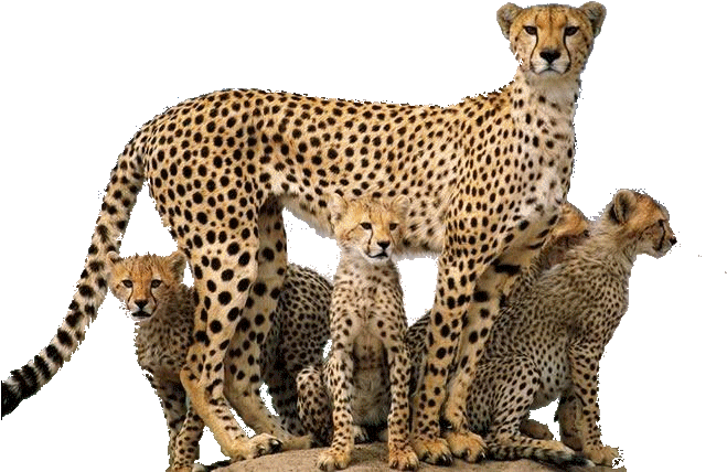 Cheetah Png - Wild Animals Png (716x468), Png Download