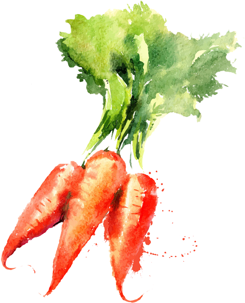 Watercolor Painting Vegetable Drawing Carrot - Vegetable Watercolor Paintings (658x658), Png Download