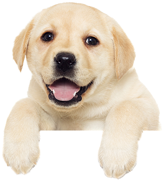 Puppy Other - Puppy Png (400x500), Png Download