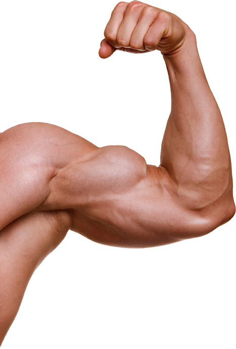 Muscle Arm Png - Muscle Png (467x691), Png Download