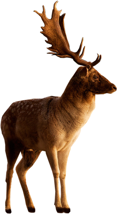 Free Png Deer Png Images Transparent - Portable Network Graphics (480x480), Png Download
