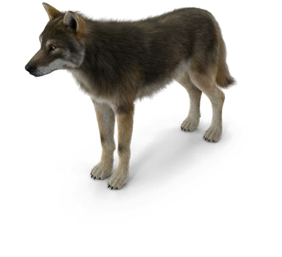Grey Wolf Png Pic - Portable Network Graphics (600x600), Png Download