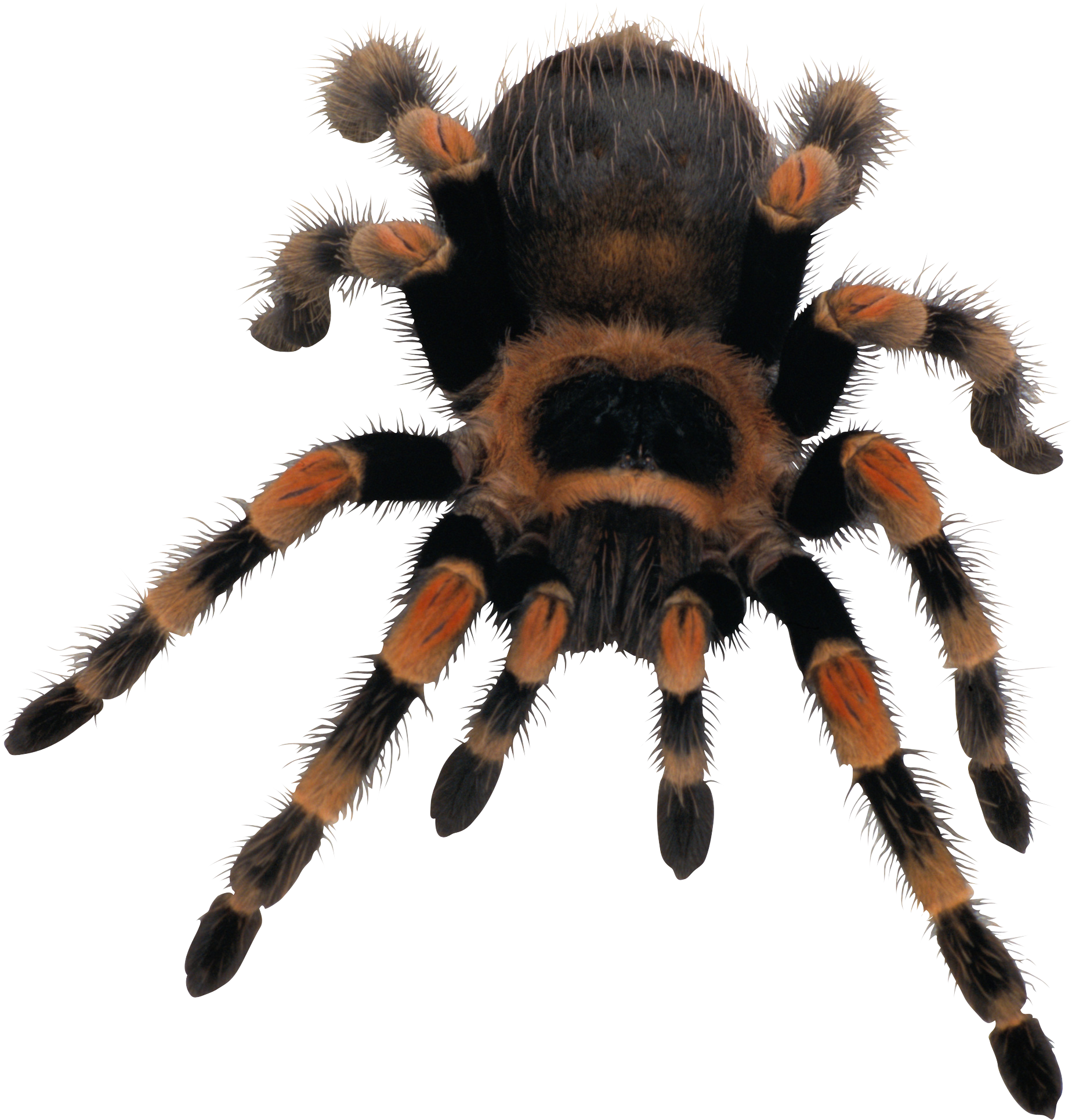 Spider Png (1848x1930), Png Download