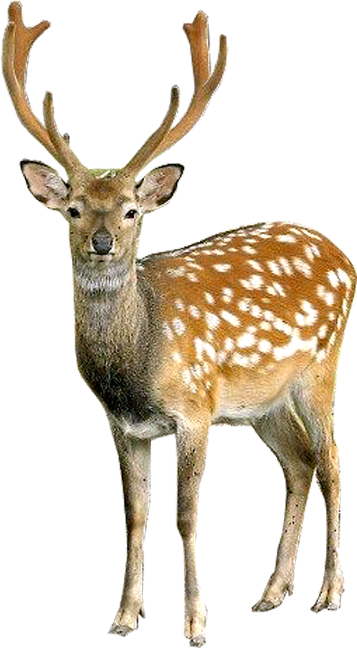 Deer Png Image - Deer Png (1000x1000), Png Download