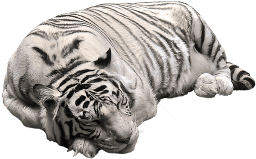 White Tiger Png Pictute - White Tiger Transparent Background (600x379), Png Download