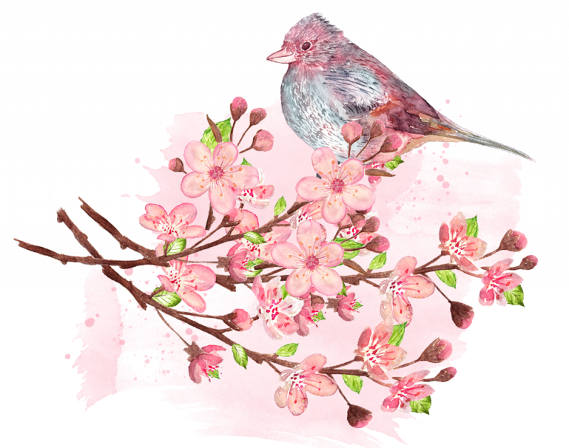 Tips For Cherry Blossom Viewing - Peach (800x631), Png Download