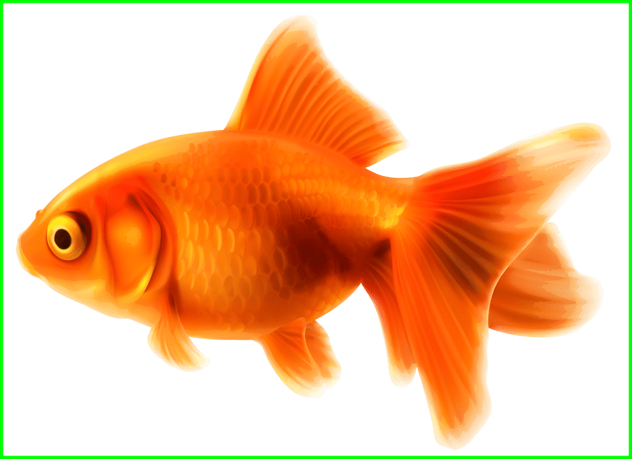 Unbelievable Goldfish Png Clipart Best Web Backsplash - Goldfish Clipart (908x660), Png Download