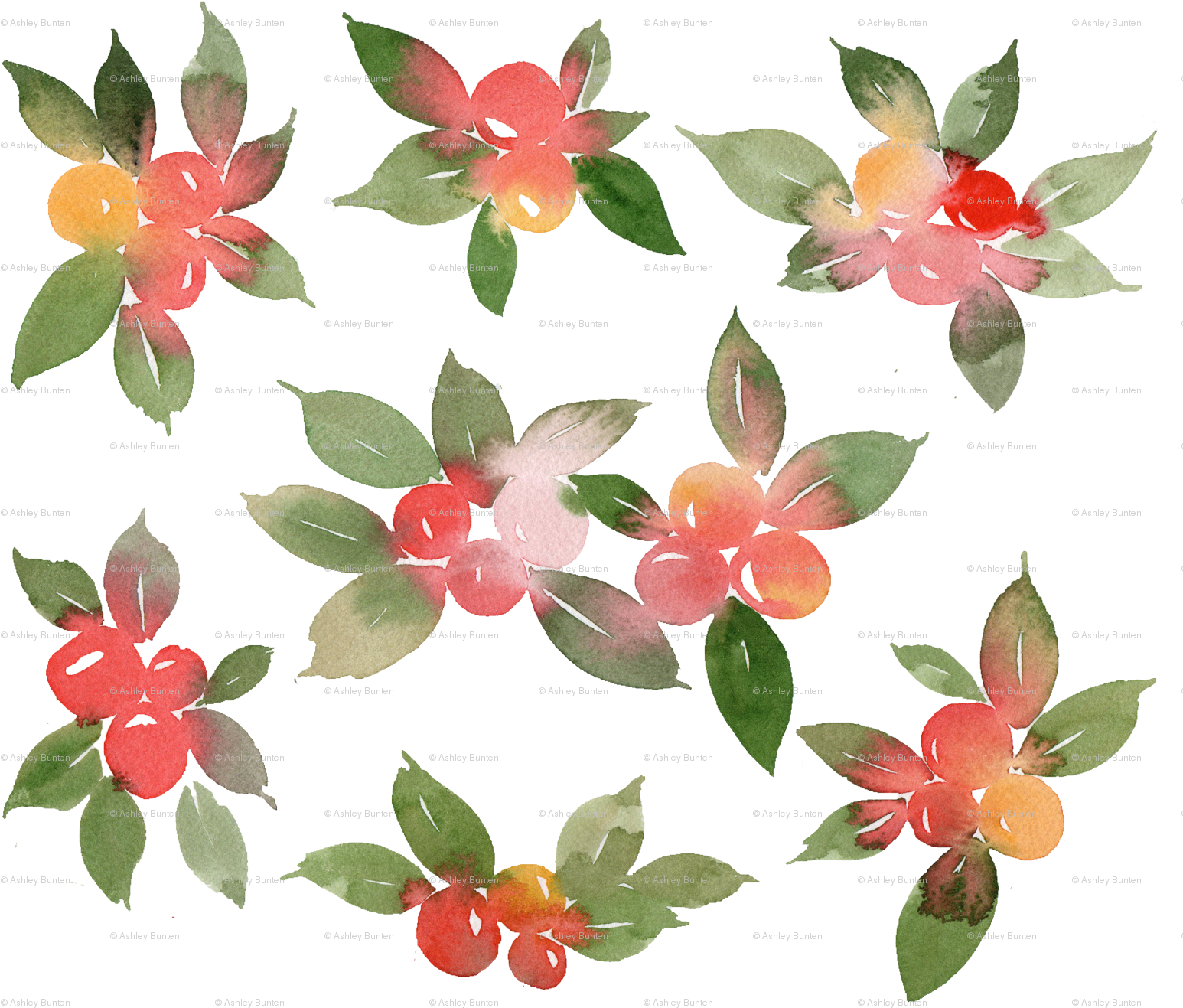 Silver Buffaloberry (1575x1350), Png Download