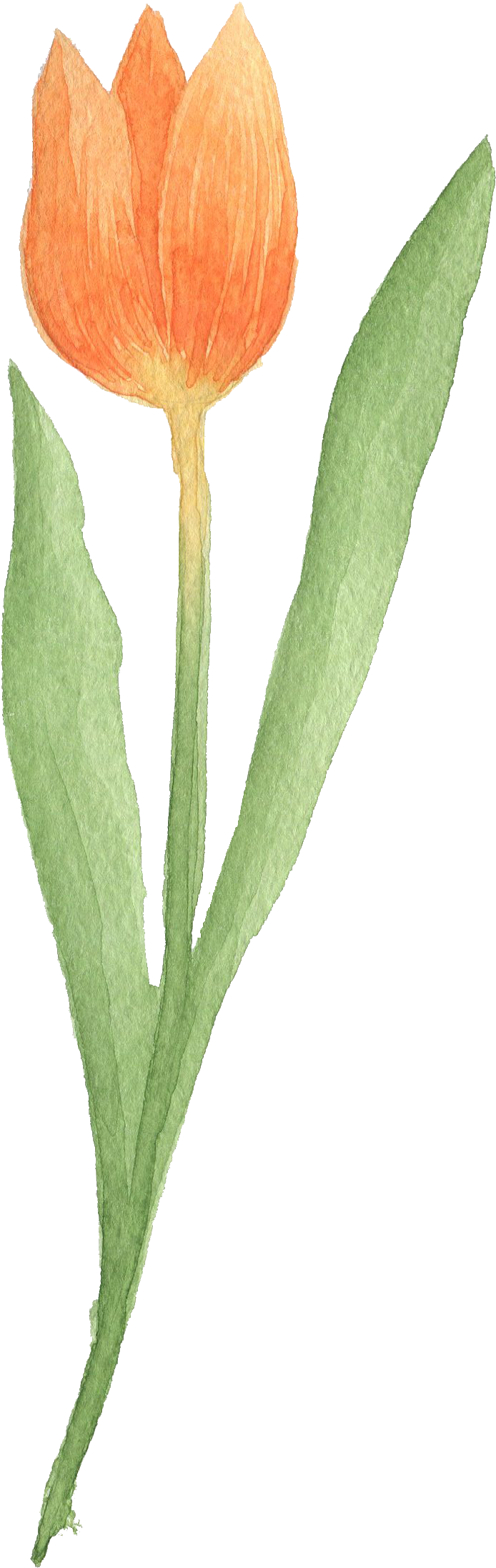 Tulip Transparent Watercolor Vector Black And White - รูป วาด ดอก ทิว ลิ ป (1114x2363), Png Download